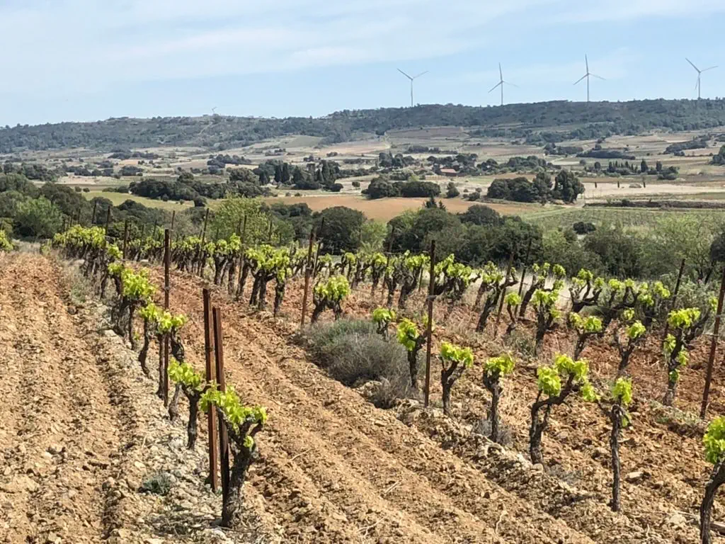Les vignes du domaine